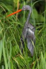 geschmiedeter Storch 